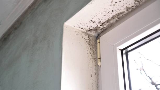 Best Mold Removal for HVAC Installations  in , UT