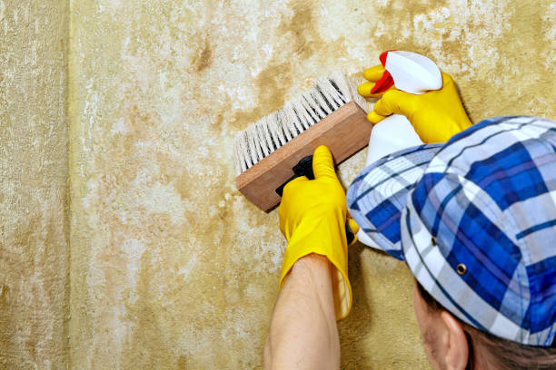 Best Crawl Space Mold Remediation  in , UT